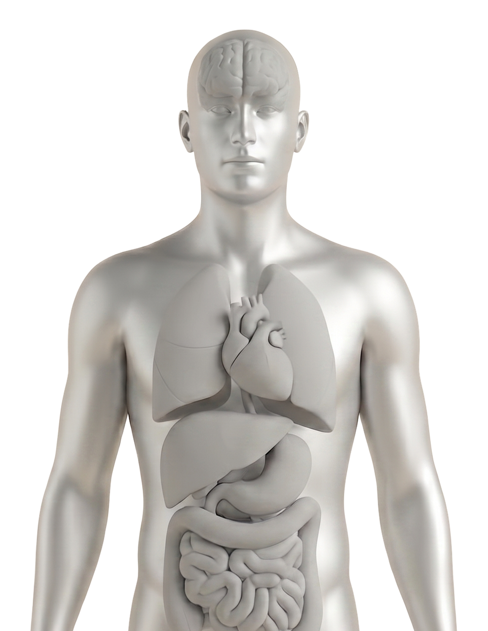 A silver anatomical figure with the brain, heart, liver, pancreas, and gut highlighted.